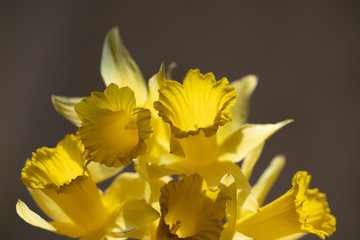five yellow beautifully Narcissus