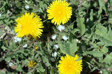 yellow dandelions in a meadow