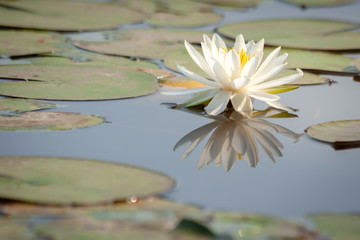 White water lily blooming in a pond