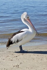 Fototapeta na wymiar Isolated Australian Pelican Or Pelecanus Conspicillatus Standing On Sand With Water Lapping Gently Behind - Image