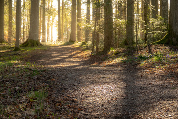Beautiful forest trail in spring with bright sun light shining through the trees
