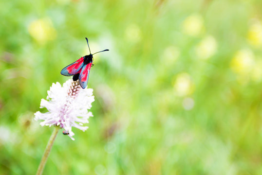 Red butterfly on red clover, macro photo