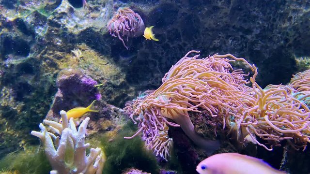 Soft corals, anemone clown fish. Underwater video