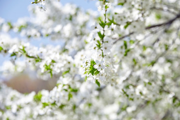 Plum blossom, white flowers on branches of tree, season of blooming garden, spring nature, sunny day, floral background