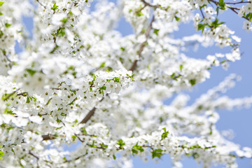 Plum blossom, white flowers on branches of tree, season of blooming garden, spring nature, sunny day, floral background