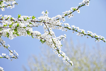 Plum blossom, white flowers on branches of tree, season of blooming garden, spring nature, sunny day, floral background