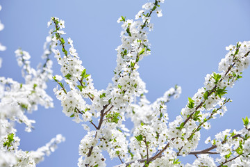 Plum blossom, white flowers on branches of tree, season of blooming garden, spring nature, sunny day, floral background