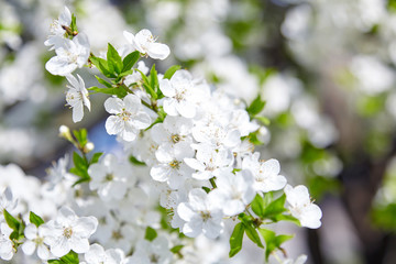 Plum blossom, white flowers on branches of tree, season of blooming garden, spring nature, sunny day, floral background