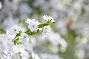Plum blossom, white flowers on branches of tree, season of blooming garden, spring nature, sunny day, floral background