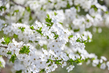 Plum blossom, white flowers on branches of tree, season of blooming garden, spring nature, sunny day, floral background