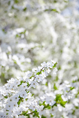 Plum blossom, white flowers on branches of tree, season of blooming garden, spring nature, sunny day, floral background