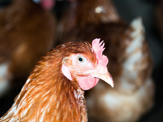 head of orange hen in chicken coop in Thai local farm with blur background hen