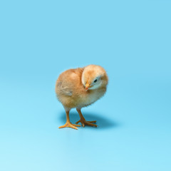 One brown fuzzy young chick is standing on a blue background