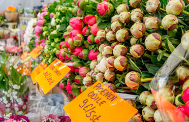 Peonies at Spring Flower Market