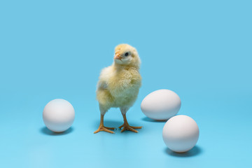 a soft yellow little chick stands between three white eggs on a blue background
