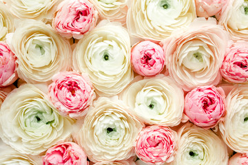 Bouquet, texture of pink ranunculus and rose flower buds close up. Flat lay, top view. Ranunculus flower texture. 