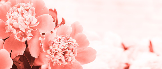 Spring flowers concept