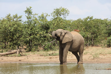 Afrikanischer Elefant / African elephant / Loxodonta africana