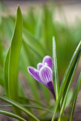 Purple snowdrop flower crocus in spring with leaves and blurred background