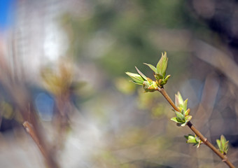 Drop-down green tree buds on a blurry background with beautiful bokeh