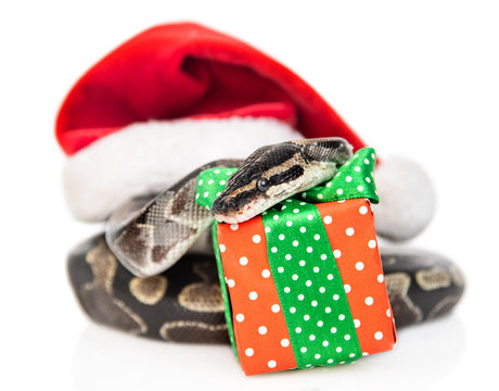 Snake on gift box in red christmas hat. isolated on white background