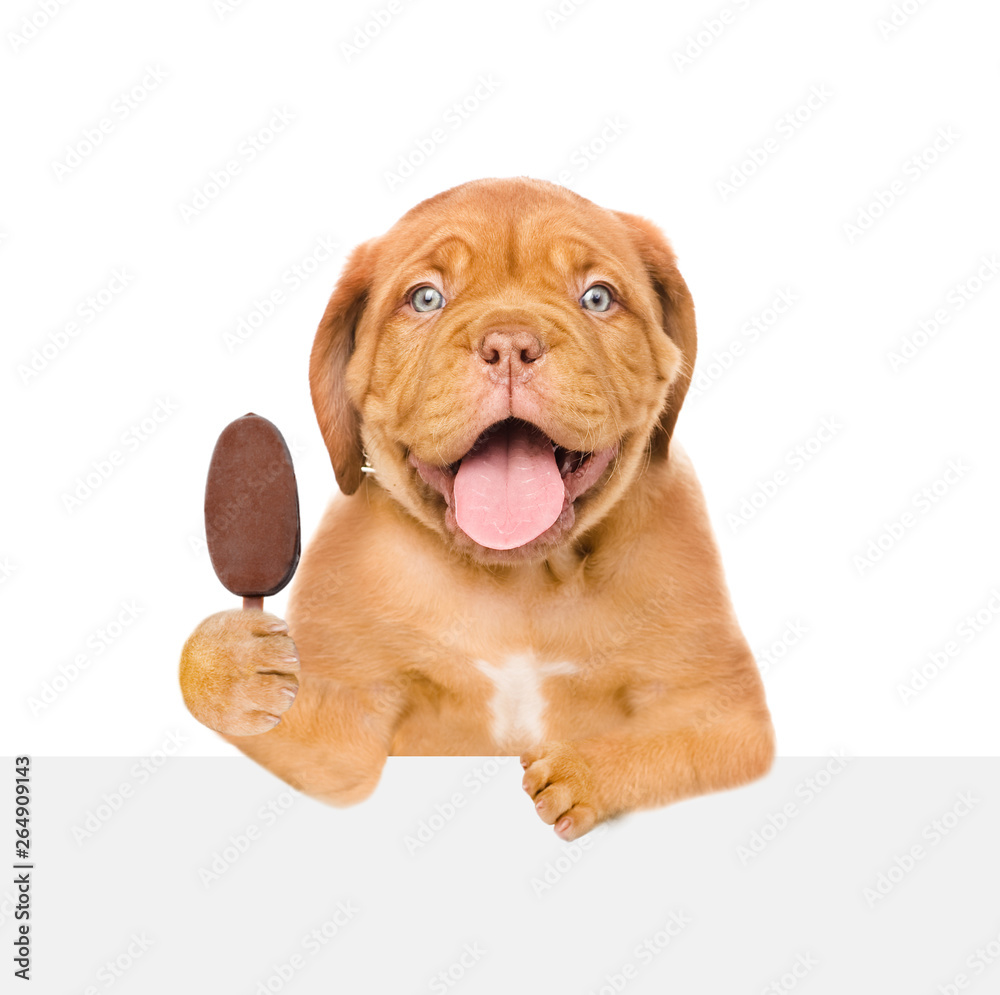 Poster puppy with ice cream above empty white board. isolated on white background