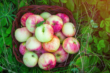 Wicker basket with red apples on the background of green leaves of strawberries close-up.