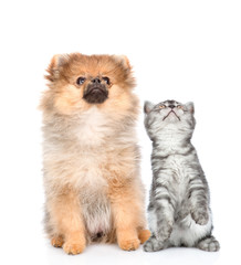 Spitz puppy and tabby kitten looking up  together. isolated on white background