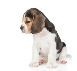 Sad little beagle puppy looking away and down. isolated on white background