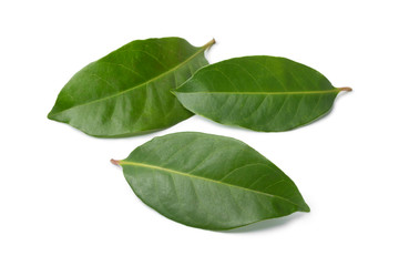 Indonesian bay leaves