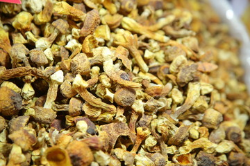 Tricholoma matsutake mushroom