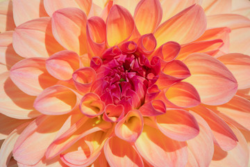 Dahlia flower