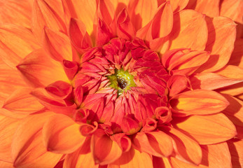 Dahlia flower