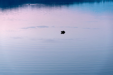 Duck in the lake at sunset
