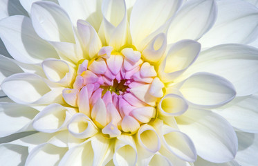 Obraz premium Dahlia flower