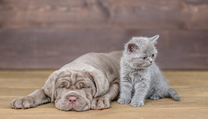 Mastiff puppy lying with kitten on wooden background