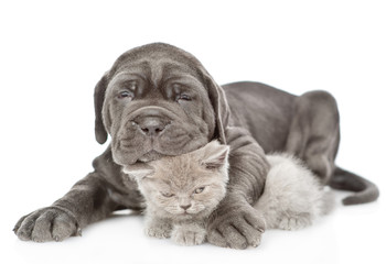 Black mastiff puppy hugging gray kitten. isolated on white background