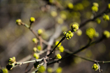 The spring branch. The first leaves on the tree