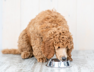 Poodle puppy eating food from dish at home