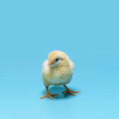 One yellow tiny pretty chick is standing on a blue background
