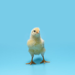 One yellow tiny pretty chick is standing on a blue background