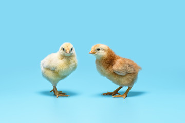 soft yellow and brown little chickens are standing on a blue background