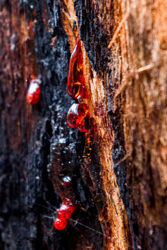 Bloody Red Kino On Corymbia Opaca Tree (also Known As The Desert Bloodwood) - Native Tree To Australia (Marco)