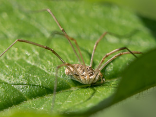 A harvester sitting on a green leaf in direct sunlight