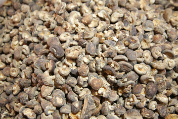 Xianggu mushroom