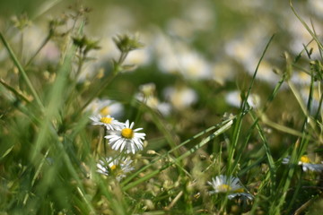 Blühende Gänseblümchen (Bellis perennis)
