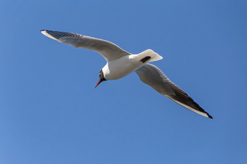 close up of blackheaded gull flying in a blue sky