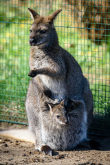 Baby kangaroo (joey) in its mother's pouch. ZOO in Pilsen, Czech Republic © milanvachal