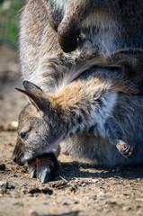Baby kangaroo (joey) in its mother's pouch. ZOO in Pilsen, Czech Republic © milanvachal