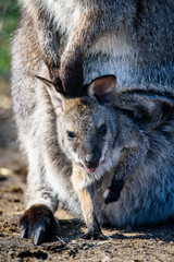 Baby kangaroo (joey) in its mother's pouch. ZOO in Pilsen, Czech Republic